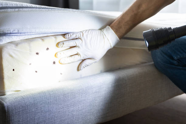 Best Pest Control Treatment  in Manchaca, TX