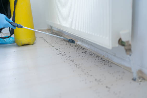 Best Emergency Pest Control  in Manchaca, TX